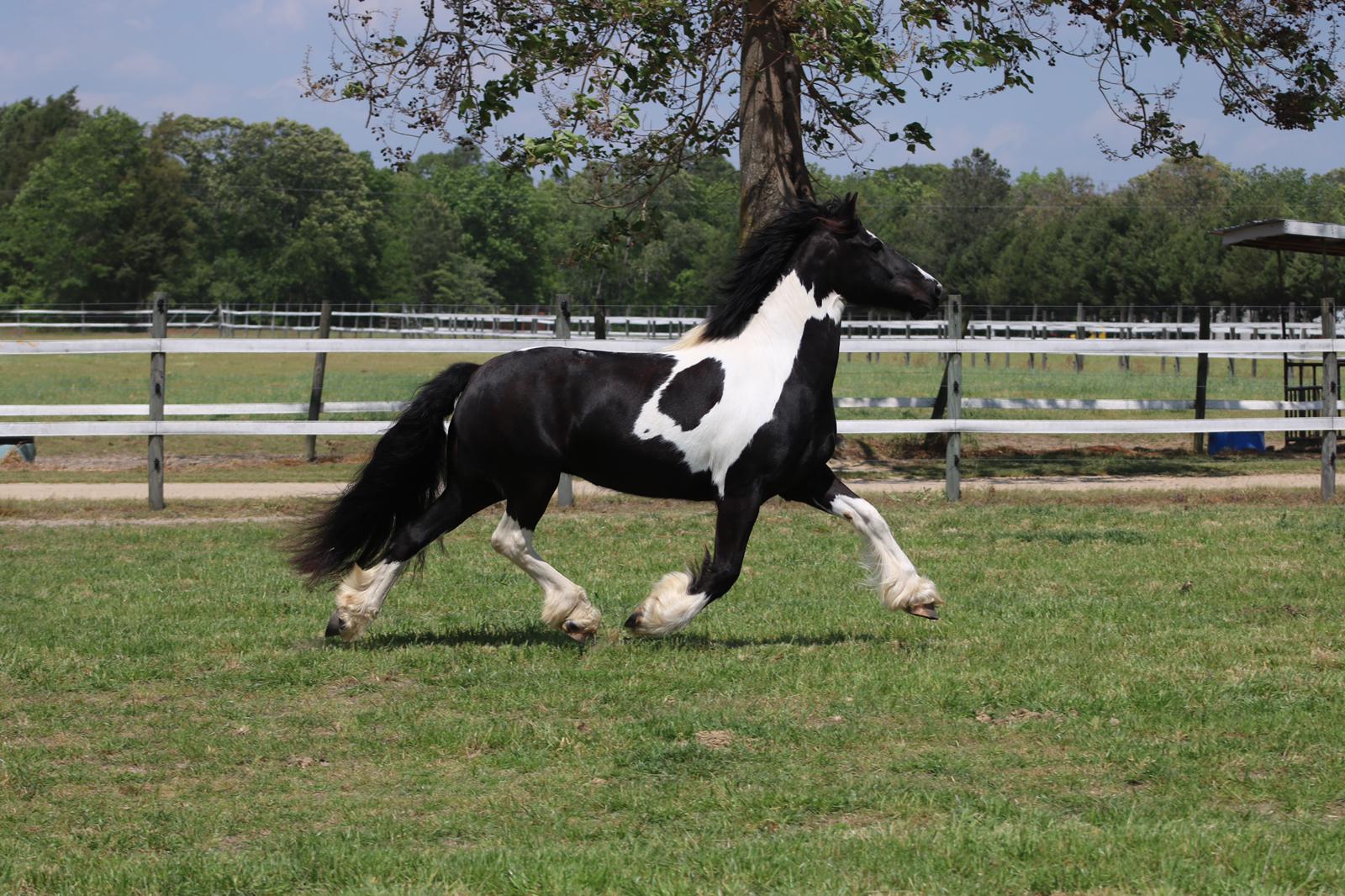 Friesian