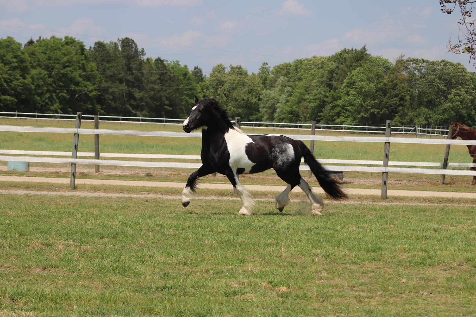 Friesian