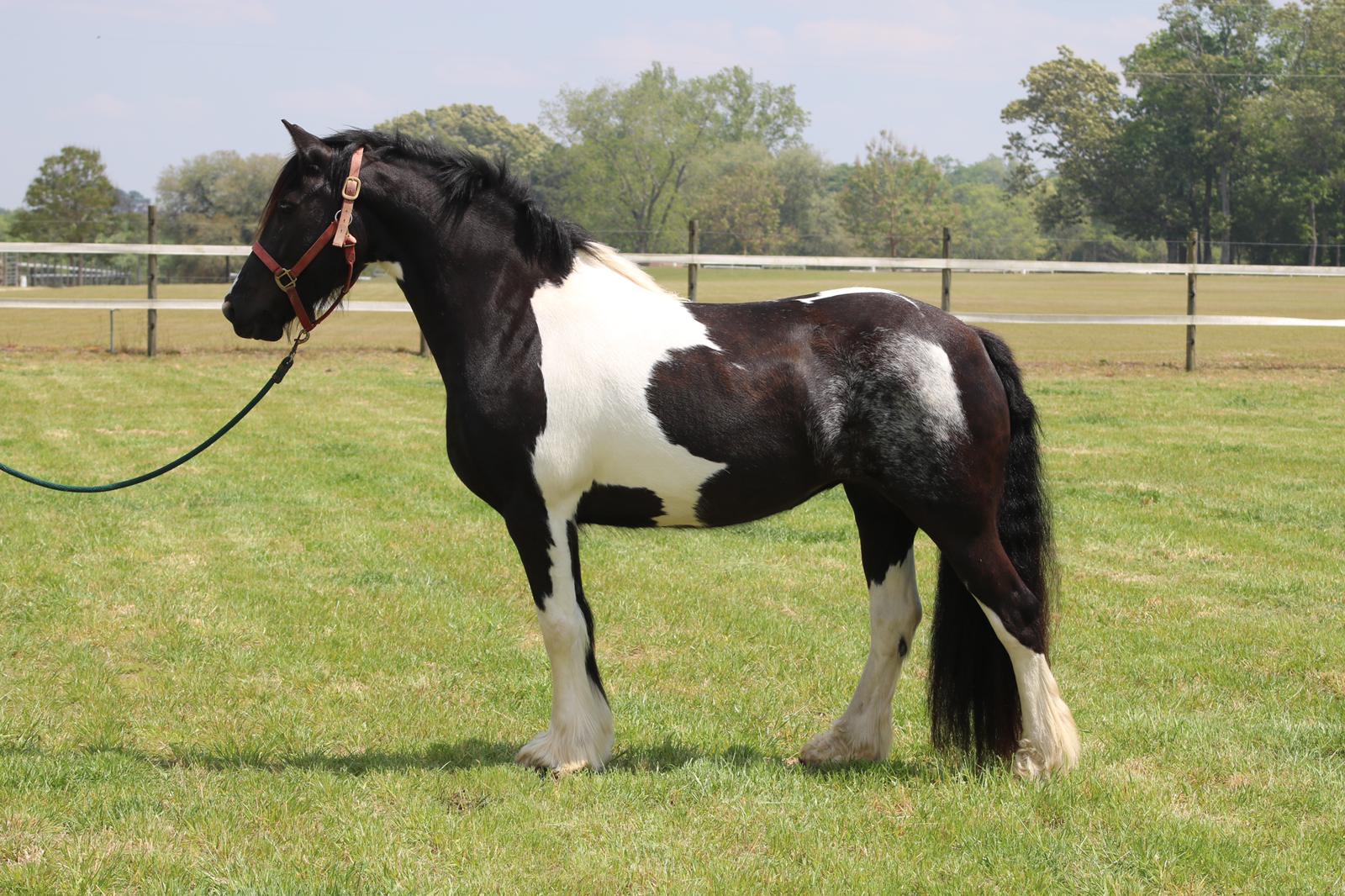 Friesian