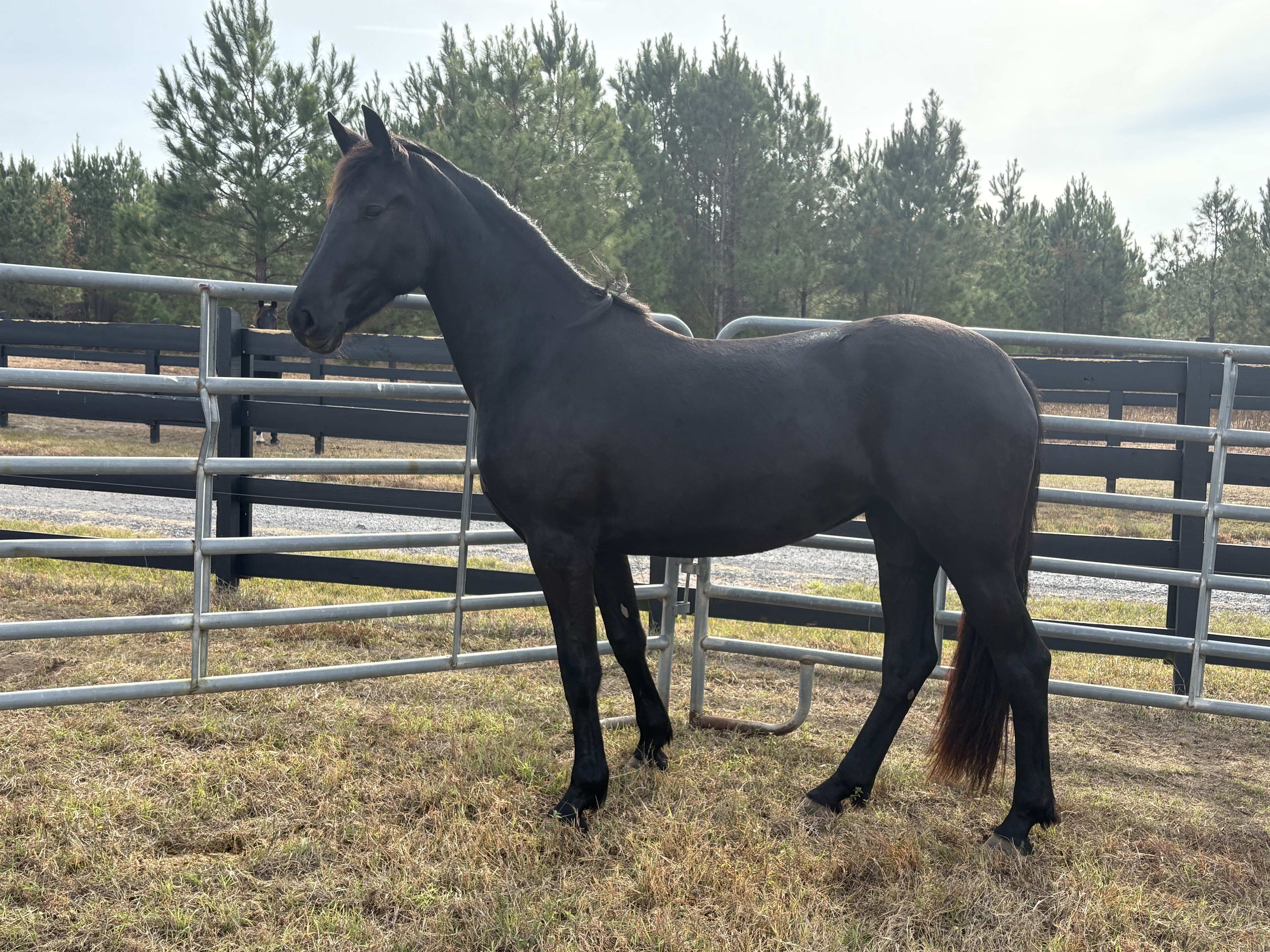 Friesian