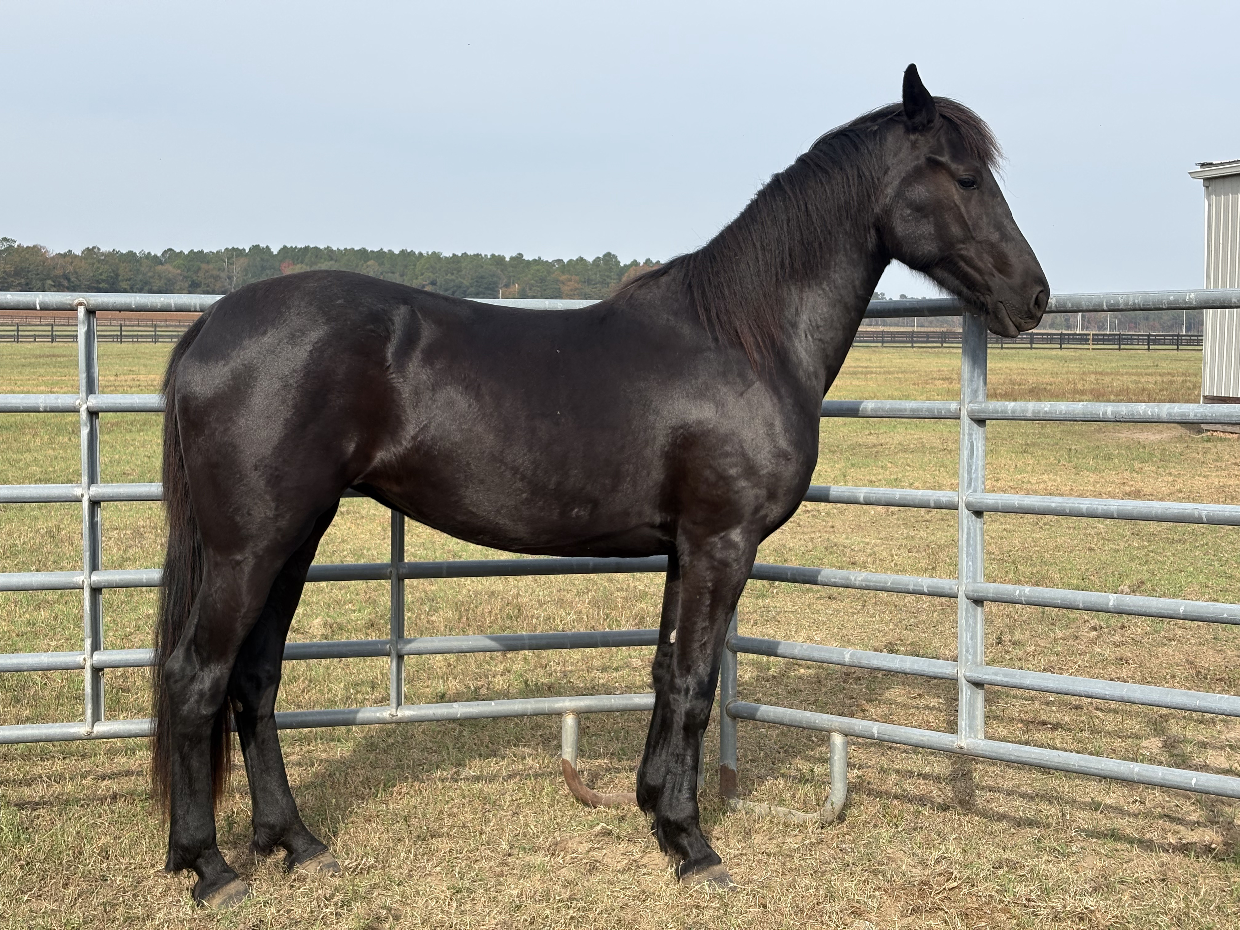 Friesian