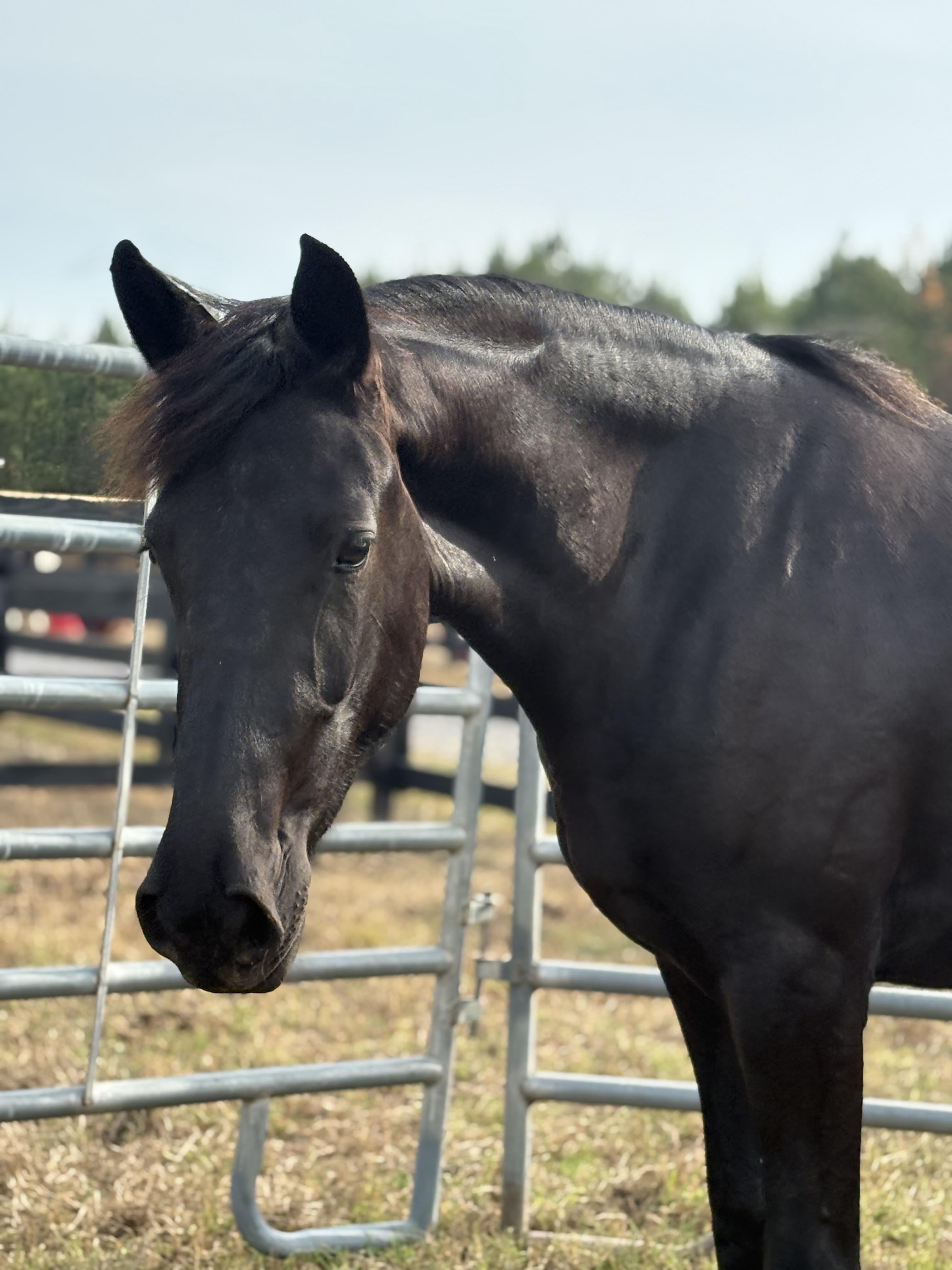 Friesian