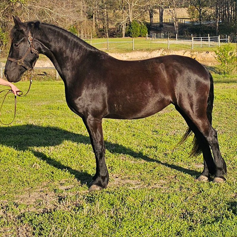 Friesian