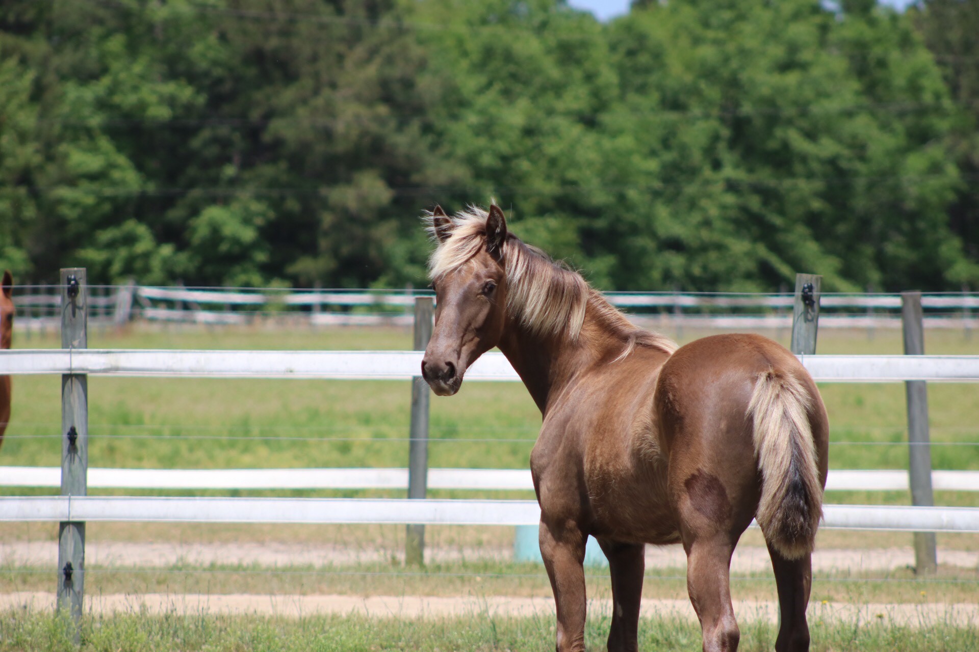 Rolling Hills Ranch Swansea SC