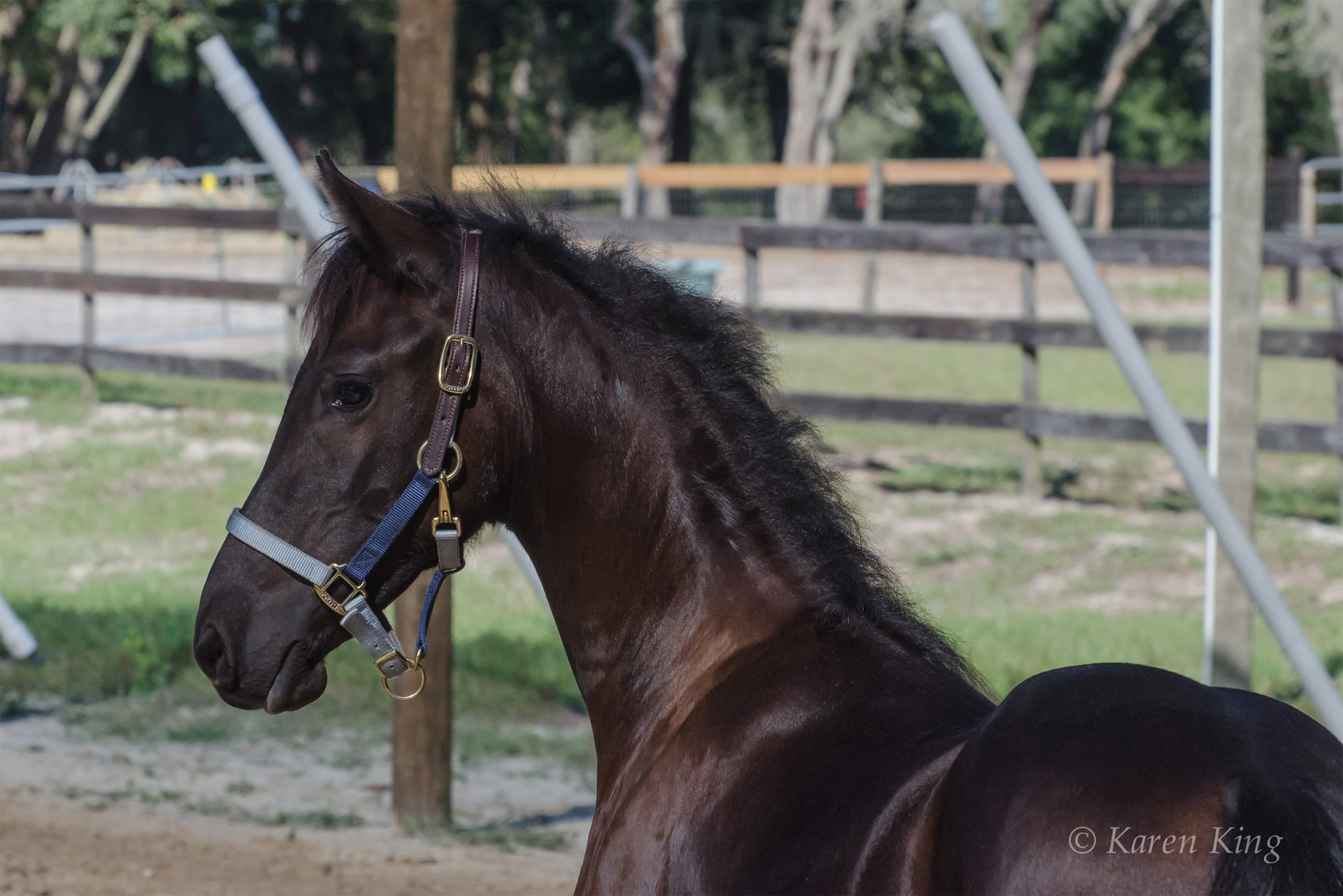 Rolling Hills Ranch Swansea SC