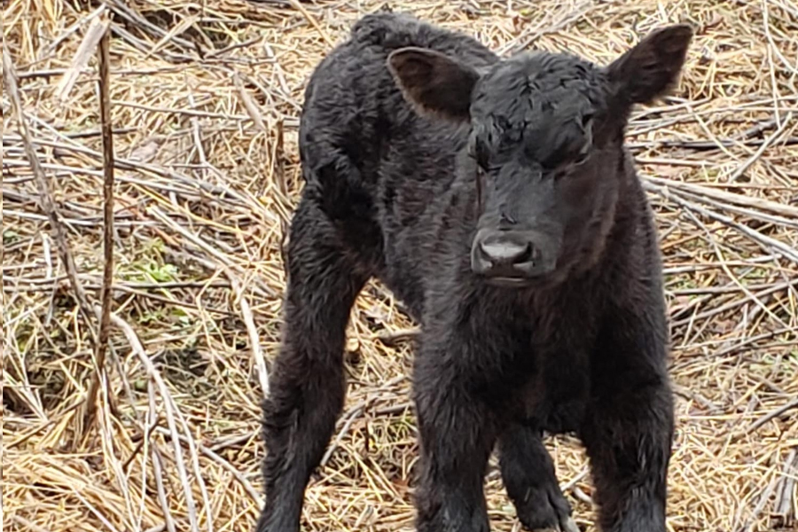 Rolling Hills Ranch Swansea SC