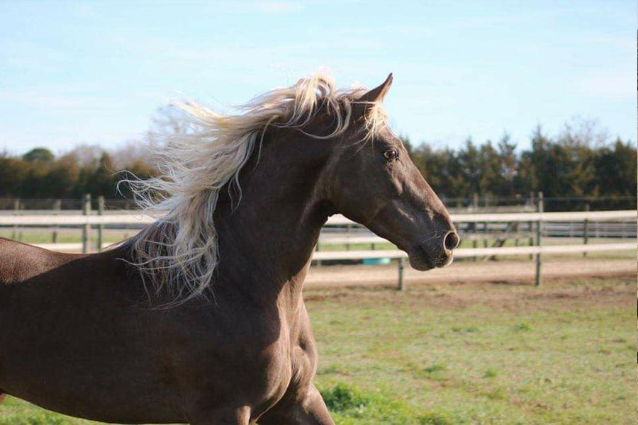 Rolling Hills Ranch Swansea SC