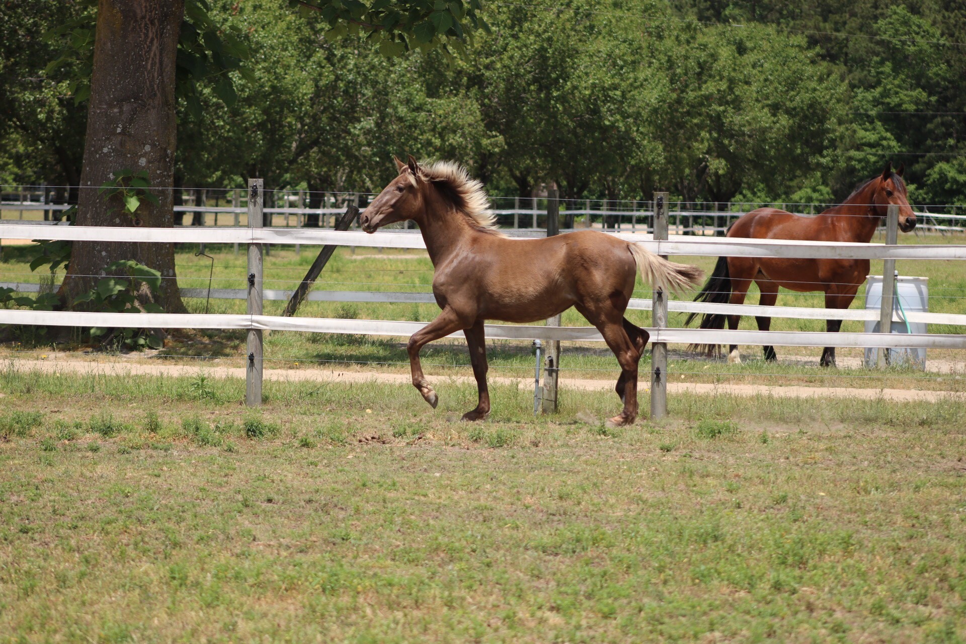 Rolling Hills Ranch Swansea SC