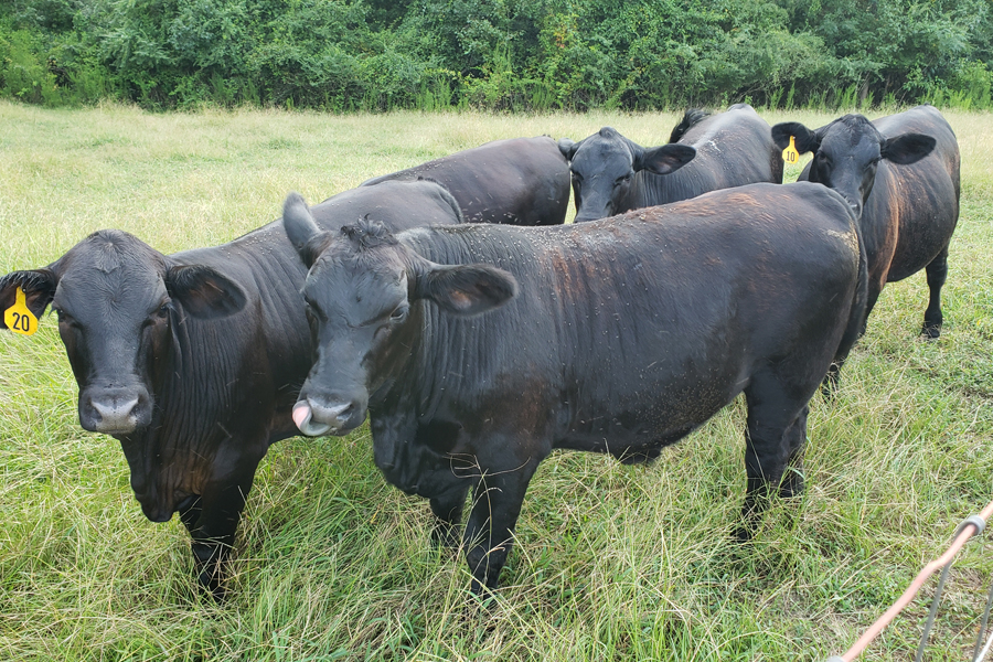 Rolling Hills Ranch Swansea SC