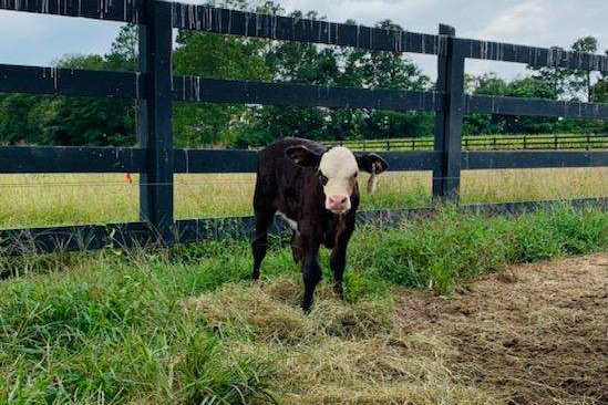 Rolling Hills Ranch Swansea SC