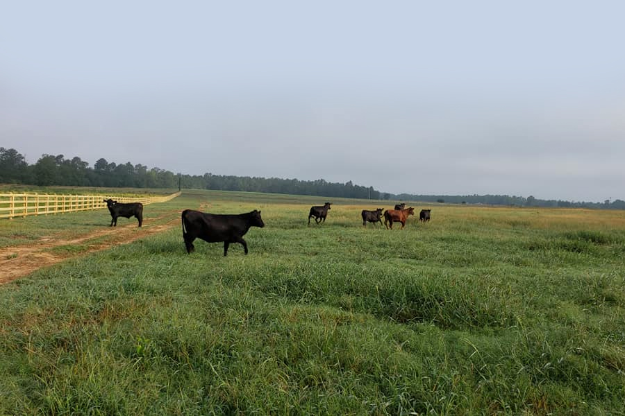 Rolling Hills Ranch Swansea SC
