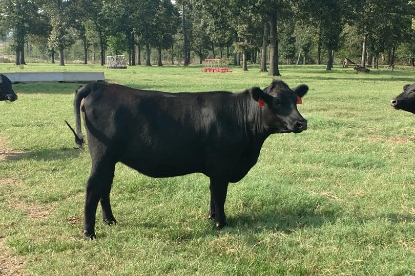 Rolling Hills Ranch Swansea SC