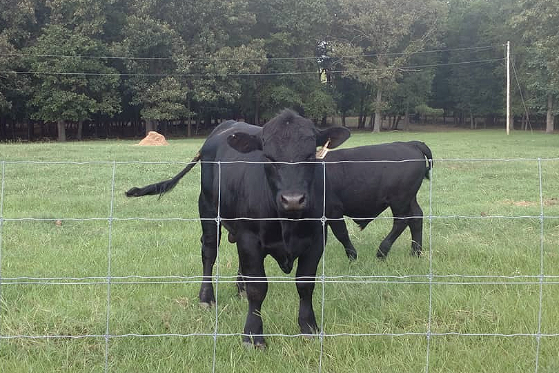 Rolling Hills Ranch Swansea SC