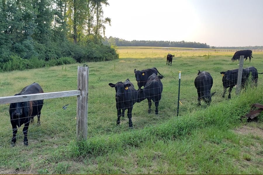 Rolling Hills Ranch Swansea SC