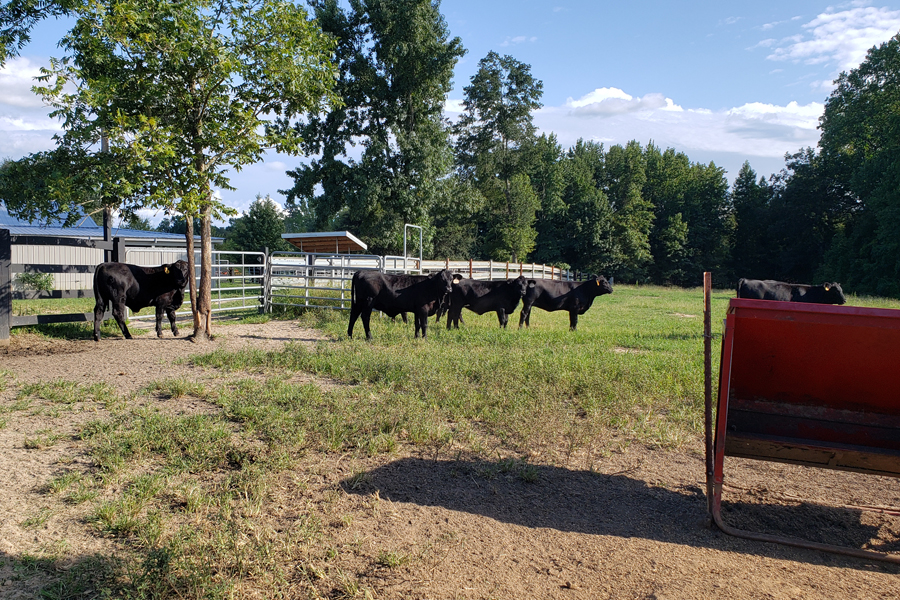 Rolling Hills Ranch Swansea SC