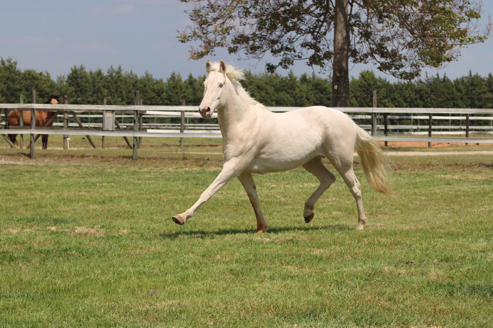 Rolling Hills Ranch Swansea SC