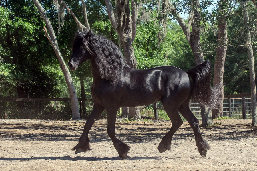 Rolling Hills Ranch Swansea SC