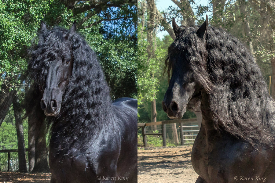 Rolling Hills Ranch Swansea SC