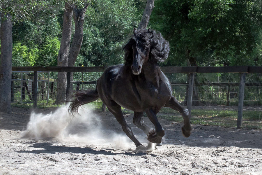 Rolling Hills Ranch Swansea SC