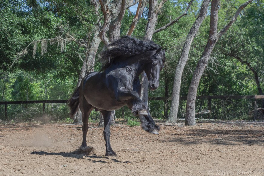 Rolling Hills Ranch Swansea SC